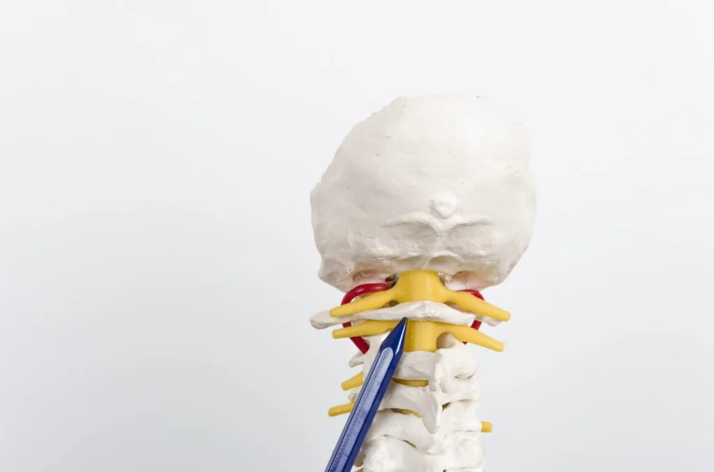 Anatomical model showing the atlas vertebra directly under the skull